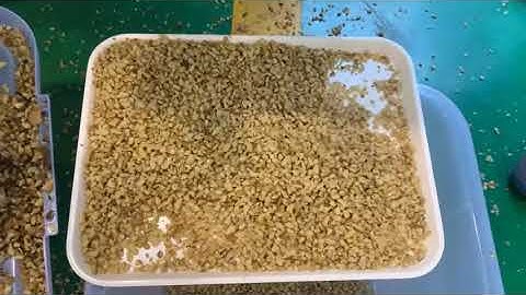 AMD Walnut sorting with Belt type infrared optical sorting machine