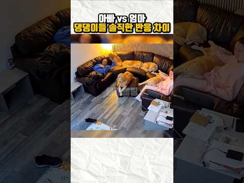엄마 갈 때 vs 아빠 갈 때 댕댕이들 극단적인 서운함 차이ㅋㅋㅋ   #Shorts #댕댕이 #강아지반응   thumbnail