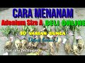 Cara Menanam Adenium Baru Beli Online