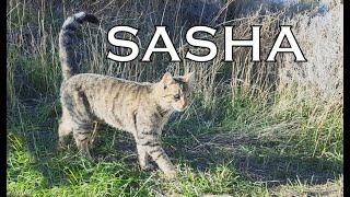 Remembering Sasha