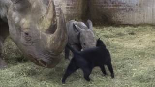 Safari Park Dvůr Králové: Netradiční přátelství nosorožců a koček