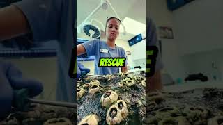 Barnacles Removing