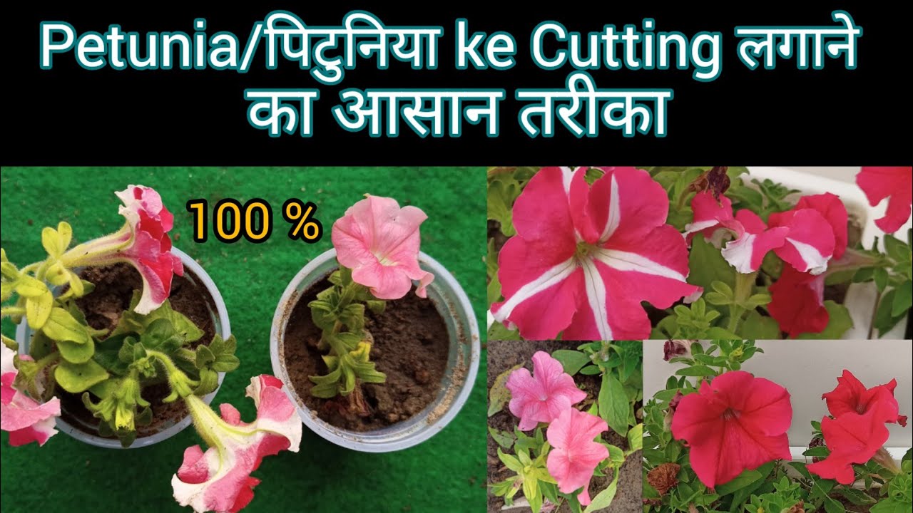 Petunia Plant ki cutting kaise lagaen पिटुनिया की Cutting लगाने का