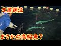 【定置網漁】これってあの高級魚！？【福井県越前漁港の家族漁師密着】