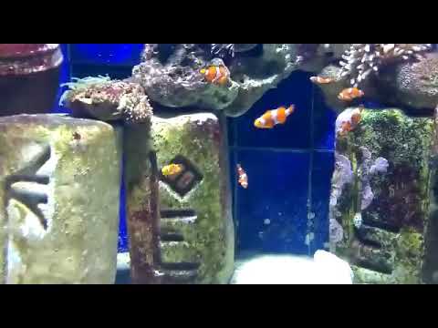 The Lost chambers Aquarium, Dubai
