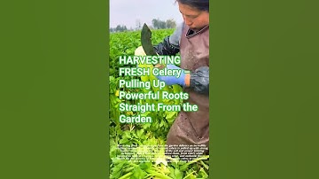 HARVESTING FRESH Celery – Pulling Up Powerful Roots Straight From the Garden #satisfying #short