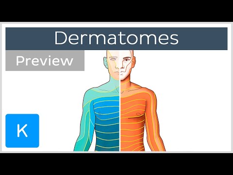Video: Dermatomes-diagram: Rygmarvsenerver Og Placeringer