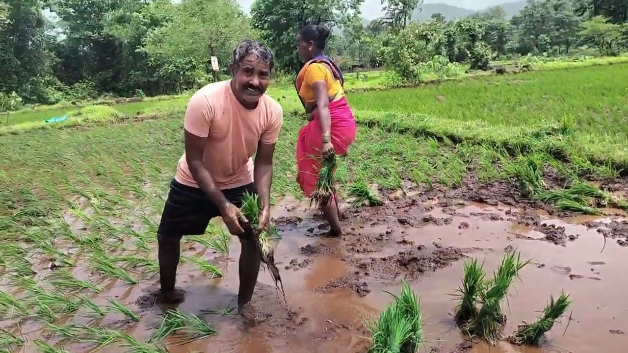 🌾🌾कोकण- खेड रत्नागिरी चिंचघर वेताळवाडी भात लावणी🌾🌾