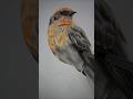 final part of Bird drawing. #pencilportrsit #realistic #art #short.