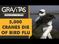 Gravitas: Bird Flu: The next big health crisis?