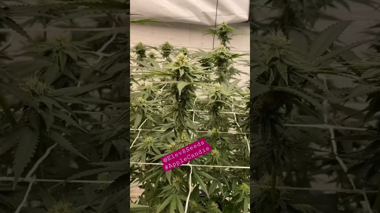 Elev8seeds | Apple Candie | Front Row Ag