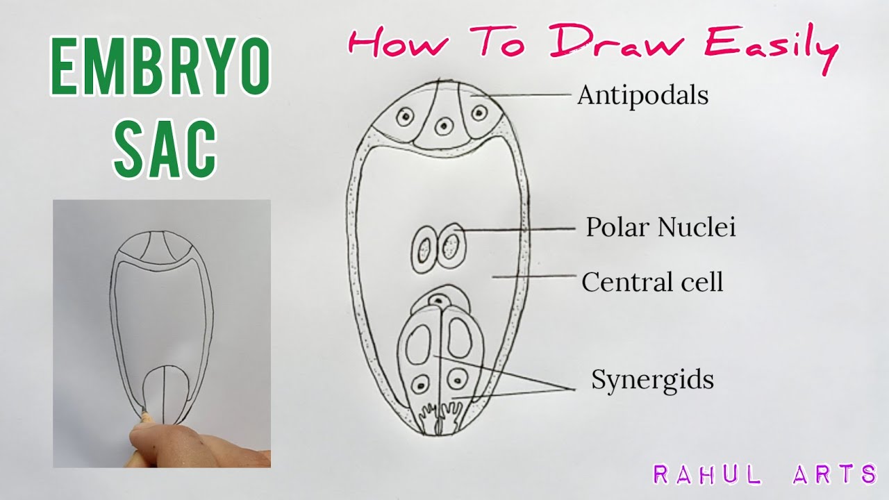 Draw The Diagram Of The Embryo Sac Class Biology Cbse Porn Sex Picture