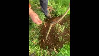 #podando #cuidandoarboles #nature #plantacion #castaños #finca #galicia #campo #naturaleza #castaños