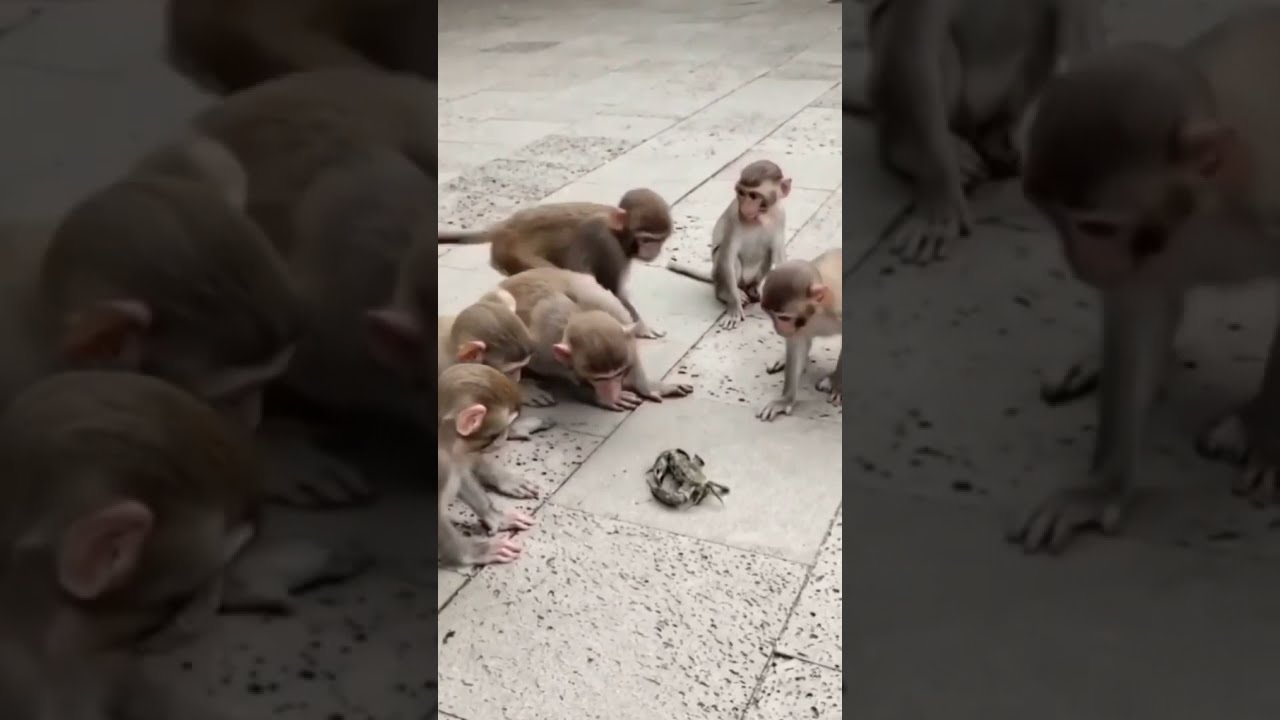 Naughty monkeys and poor crab| crazy monkeys 🐒| Monkey group| crab🦀 | uff shaitaan Bandar 🐒🐒
