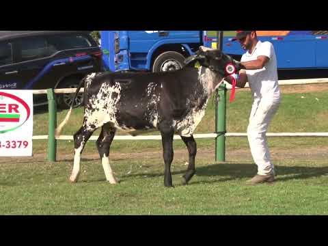 LOTE 94   LEILÃO GRUPO LÍDER   1629