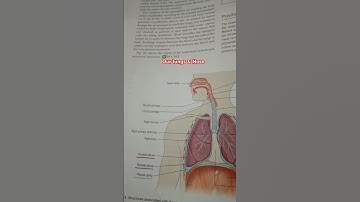 Our lungs and nose structure || #shorts #ytshortsytshorts