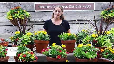 Fall Container Gardens with Onita Castillo
