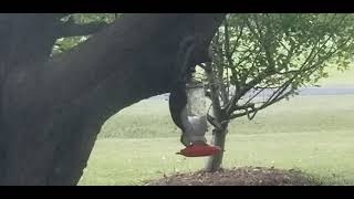 Squirrel stung by wasp's at Hummingbird feeder.
