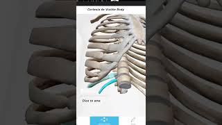 Las Costillas Flotantes