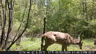 CITWC Nature Park Trail Cam Videos #95 042024 Deer Dog Sparrow Bumblebee