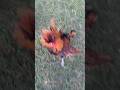 Rooster trying to fight me. #backyardchickens #cockfight #rooster #fighting #fyp #cock