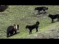 Tibetan Mastiff Facing Blue Bear | Dog vs Bear