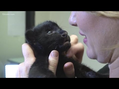 Video: Pet Scoop: divi apdraudēti Jaguar Cubs dzimis, bruņurupuči glābti no būvlaukuma