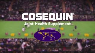 Joint Health for All Dogs - COSEQUIN® Joint Health Supplements