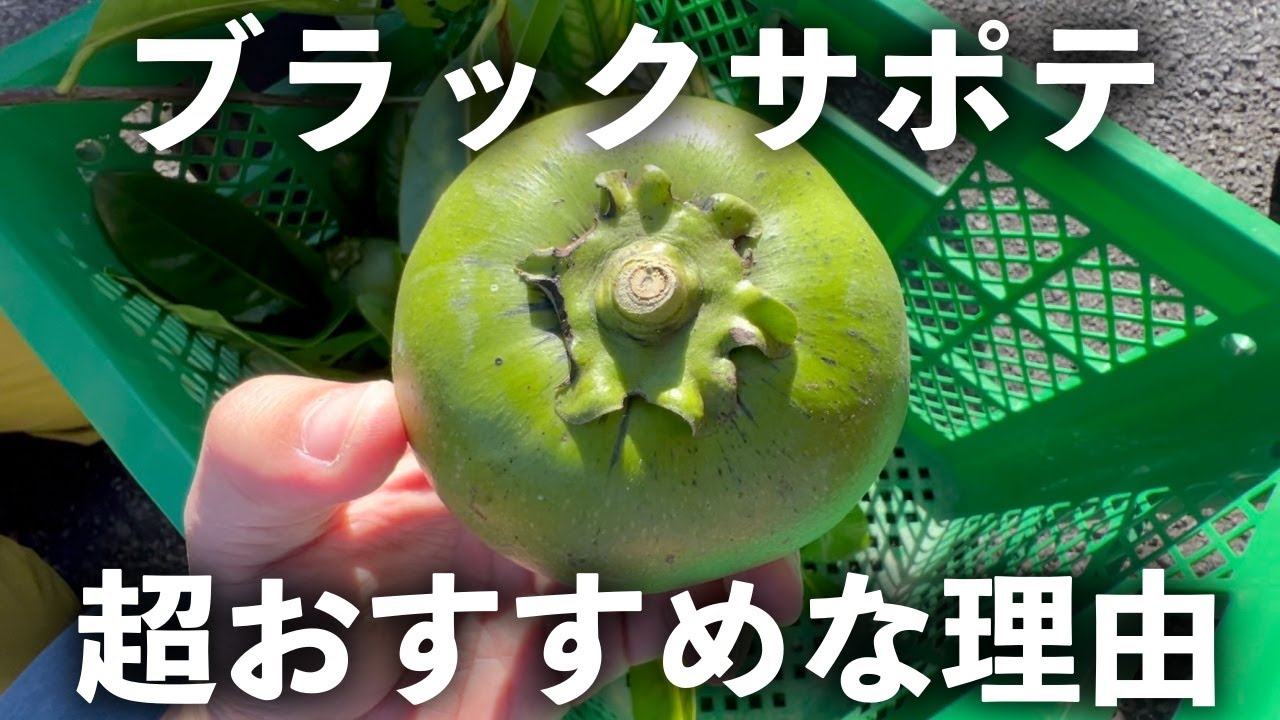 ブラックサポテを育ててみない？ - YouTube