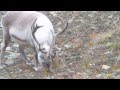 Svalbard Reindeer