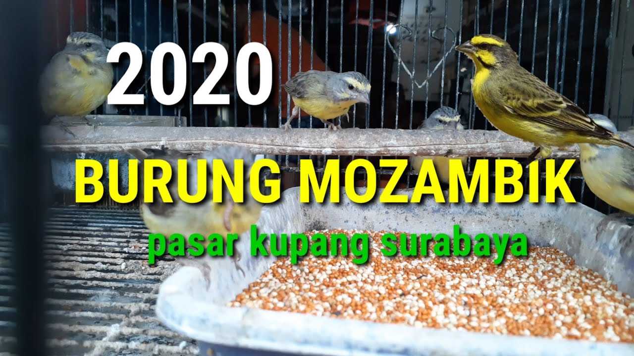 BURUNG MOZAMBIK 2020 #pasarkupang #burung 