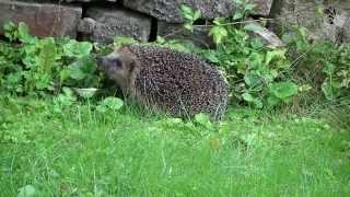 Igel Zu Besuch!