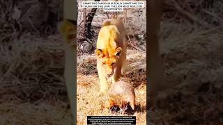 When a Lion Tries To Bit More Than He can Chew - Lion Vs Pangolin Strength #funnyanimal