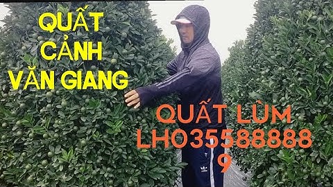 quất lùm tết 2023 giá tại vườn lh0355888889