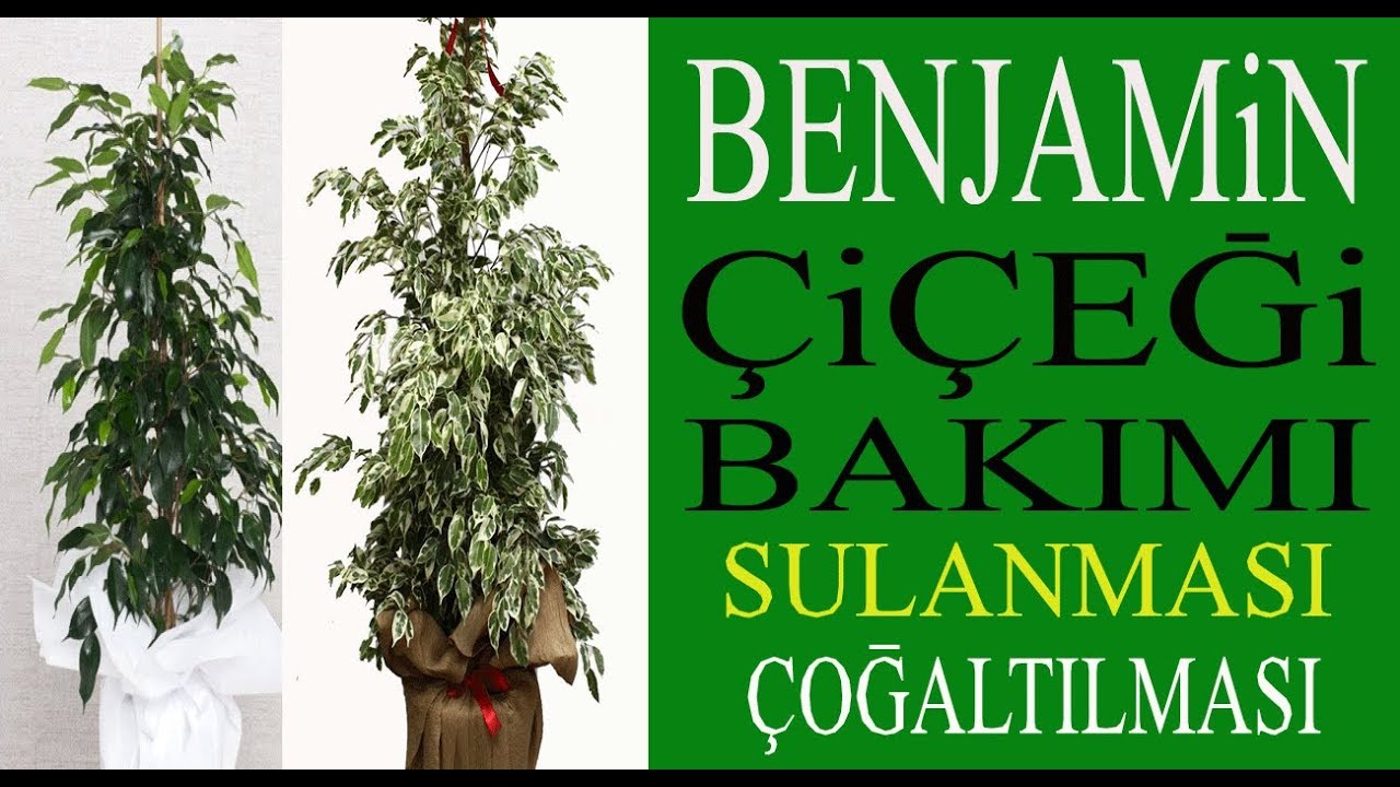 Benjamin Ciceginin Bakimi Sulanmasi Toprak Degisimi Ve Cogaltilmasi Benjamina Fovers Youtube