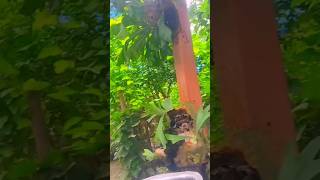 Please Subscribe My Channel Sisters