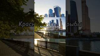 Краснокнижные рыбы г.Москва #рыбалка #стритфишинг #москва #москварека #краснаякнига #голавль #жерех