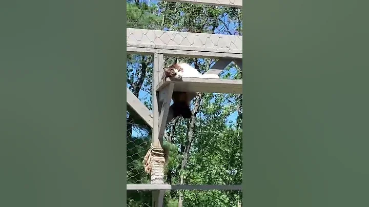 Video 8738351: fluffy mainecoon cat, beautiful mainecoon cat, catio