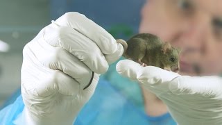 Fighting cancer: Animal research at Cambridge