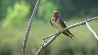 Barn Swallow Hirundo Rustica