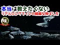 必ず伸びるメダカのリアルロングフィンのキレイな伸ばし方～ヒレの病気や癒着に注意！～【媛めだか】