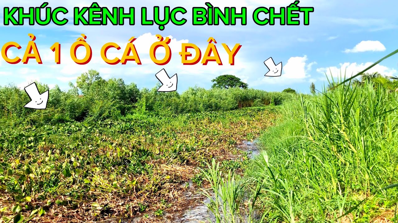 Buổi Chiều CÂU CÁ RÔ ĐỒNG Trúng Ổ CÁ RÔ Ú NU / Cá Bị Đói Lâu Ngày Ăn Mồi Như Điên @Caucalongan62