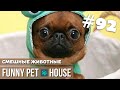 СМЕШНЫЕ ЖИВОТНЫЕ И ПИТОМЦЫ #92 АВГУСТ 2019 | Funny Pet House
