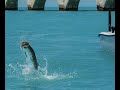 LONG KEY BRIDGE TARPON FISHING - Daytime and Sunset - Saltwater Experience