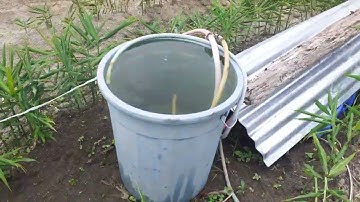 @PETANI JAHE SUKSES di simalungun pamatang jorlang hataran RUSMAN SIALLAGAN