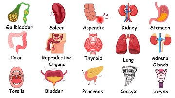 Every Organ You Can Live Without Explained