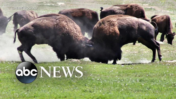 Teen details injury by a bison at national park in North Dakota