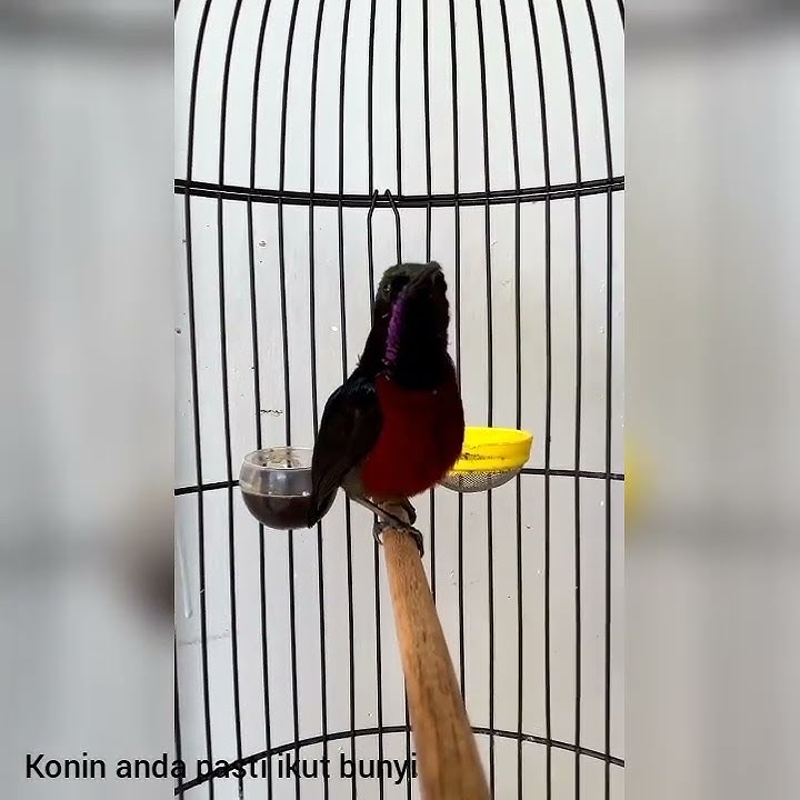 KOLIBRI NINJA GACOR FULL TEMBAKAN - KONIN SUARA TAJAM & NYARING. PASTI KONIN ANDA CEPAT BUNYI