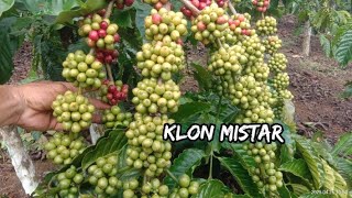 MELIHAT KLON MISTAR MENJELANG PANEN