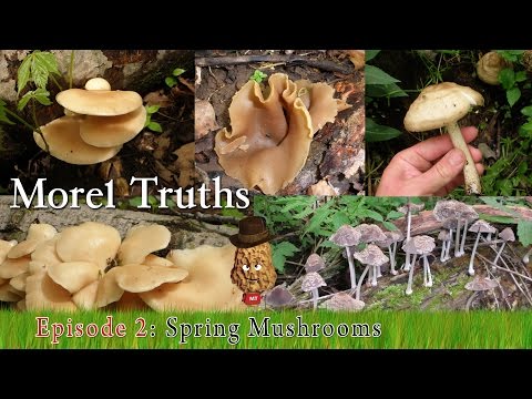 Video: Bisakah Anda makan jamur morel mentah?